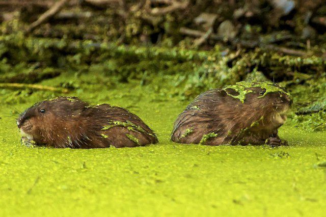 (Photo courtesy Tom Andres/ NYBG) Muskrats get slimed in the Twin Lakes